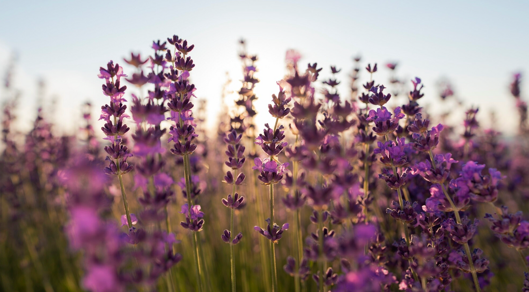 5 Potential Benefits of Lavender for Your Skin